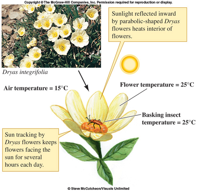 Chapter 4 Population